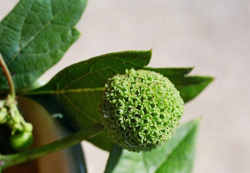 buttonbush