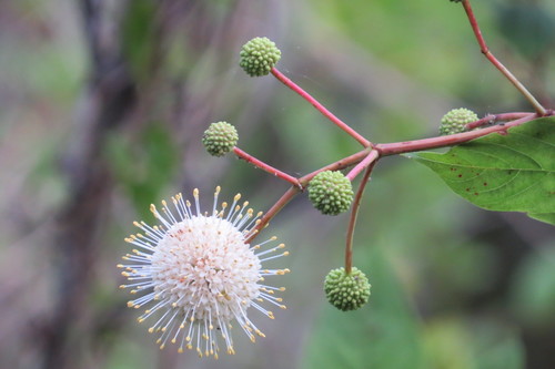 buttonbush