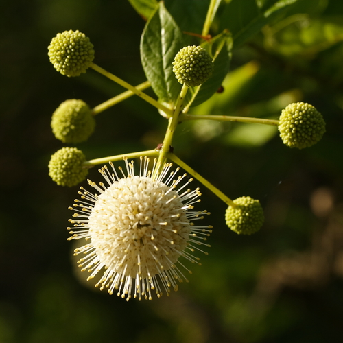 buttonbush