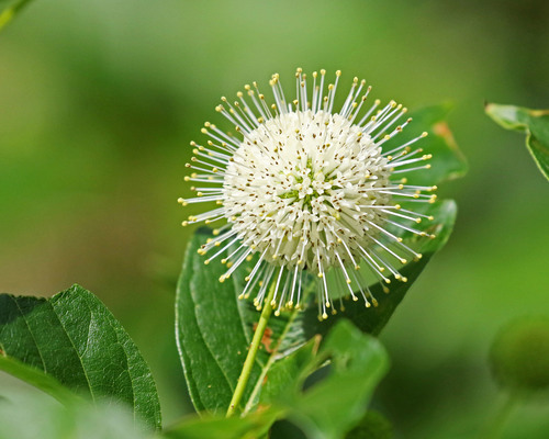 buttonbush