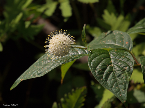 buttonbush