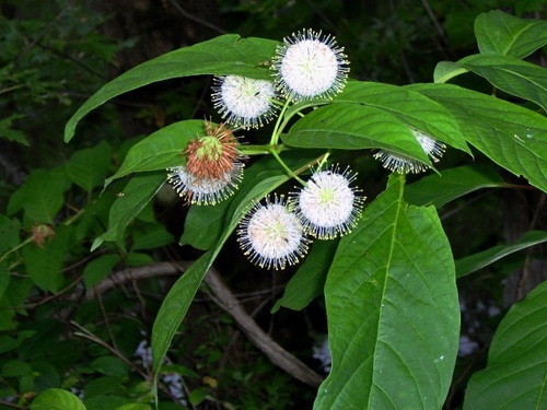 buttonbush