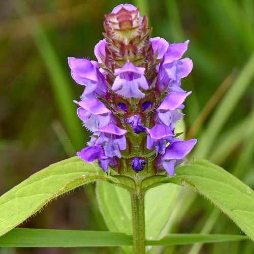 common selfheal