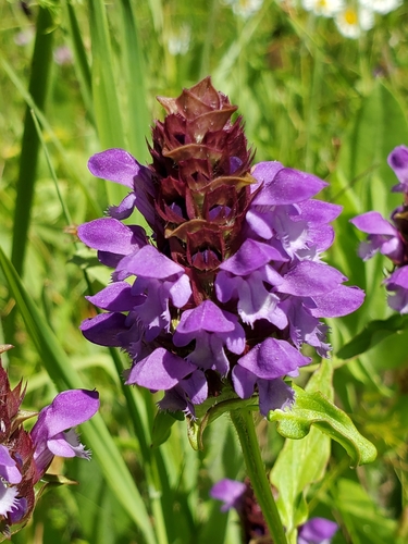 common selfheal