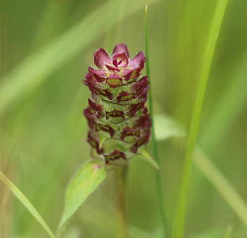 common selfheal