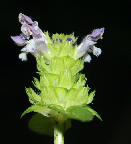 common selfheal