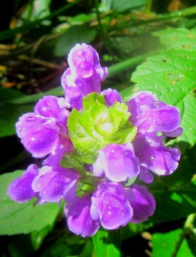 common selfheal