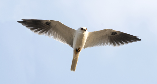 White-tailed Kite