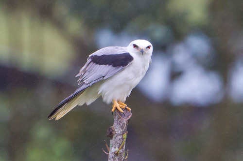 White-tailed Kite