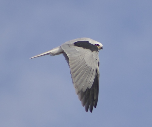 White-tailed Kite