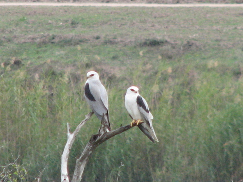 White-tailed Kite
