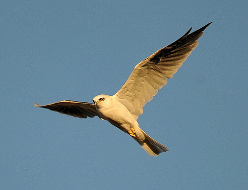 White-tailed Kite