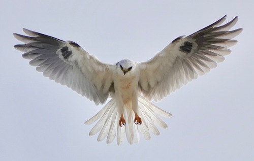 White-tailed Kite