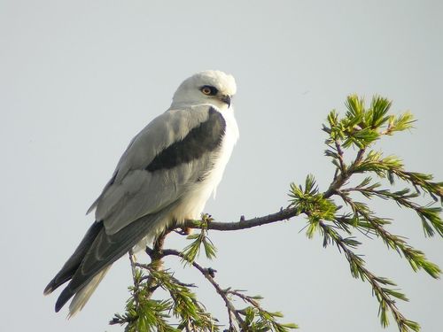 White-tailed Kite