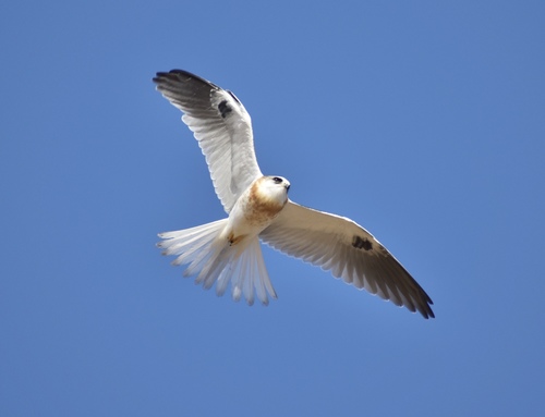 White-tailed Kite