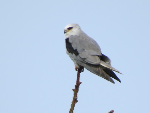 White-tailed Kite