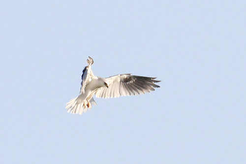 White-tailed Kite