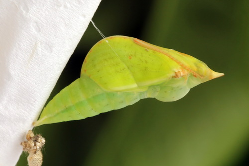 Common Brimstone