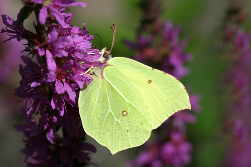 Common Brimstone