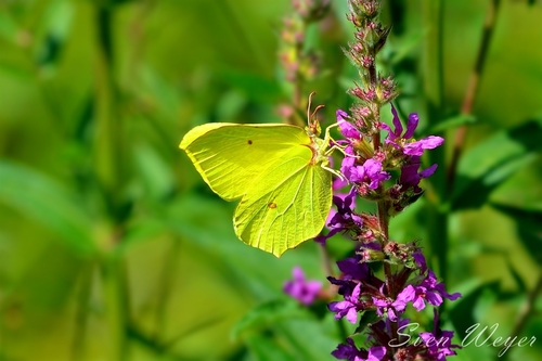 Common Brimstone