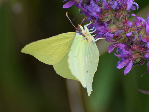 Common Brimstone