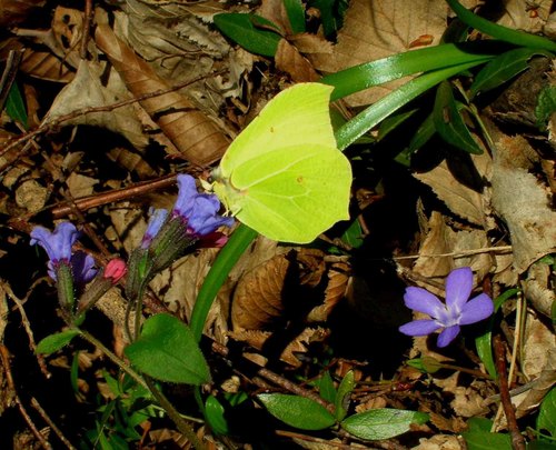 Common Brimstone