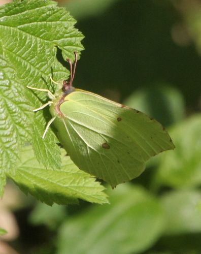 Common Brimstone
