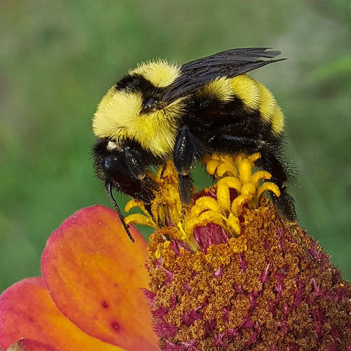 Golden Northern Bumble Bee