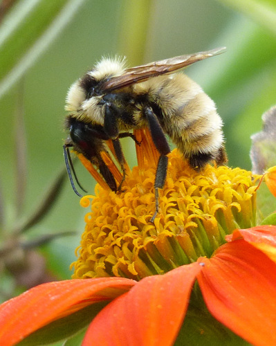 Golden Northern Bumble Bee
