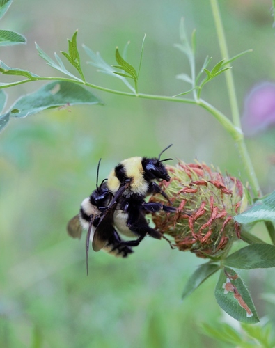 Golden Northern Bumble Bee
