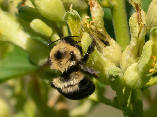 Two-spotted Bumble Bee