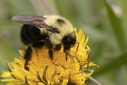 Two-spotted Bumble Bee