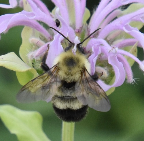 Two-spotted Bumble Bee