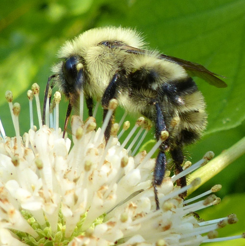 Two-spotted Bumble Bee