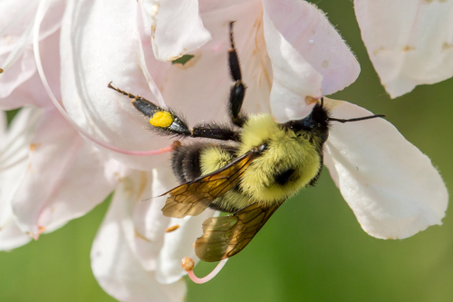 Two-spotted Bumble Bee