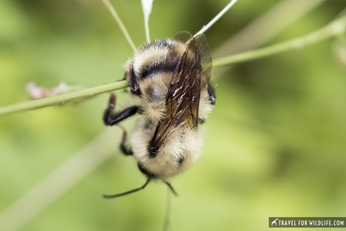 Two-spotted Bumble Bee