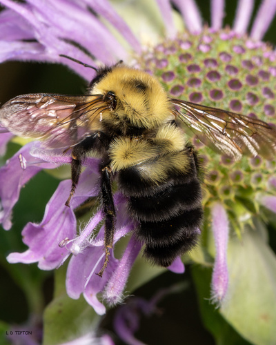 Two-spotted Bumble Bee