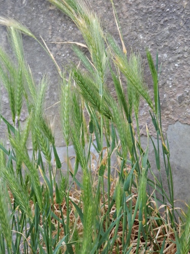 wall barley