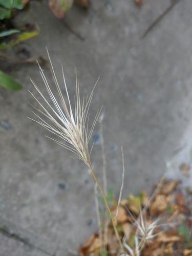 wall barley