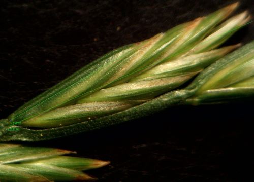 Perennial Ryegrass
