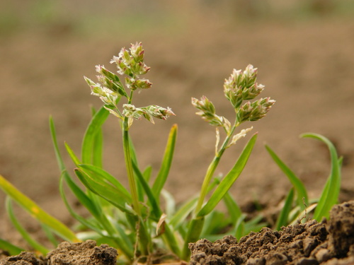 Annual Meadow-grass