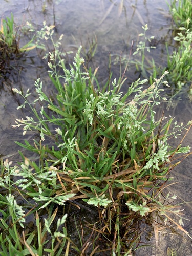 Annual Meadow-grass