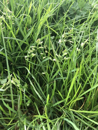 Annual Meadow-grass