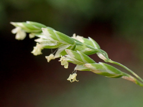 Annual Meadow-grass