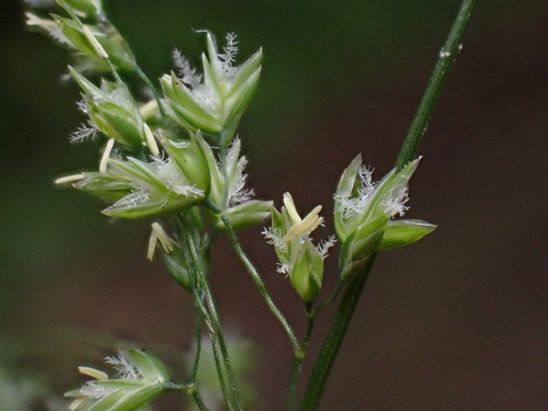 Annual Meadow-grass