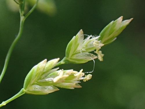 Annual Meadow-grass