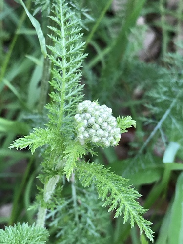 common yarrow