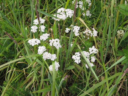 common yarrow