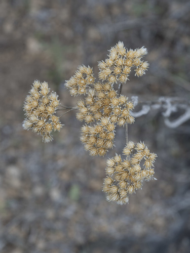 common yarrow