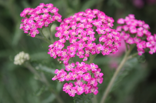 common yarrow